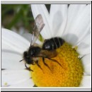 Andrena denticulata - Sandbiene m02.jpg